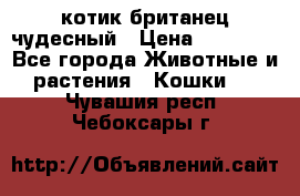 котик британец чудесный › Цена ­ 12 000 - Все города Животные и растения » Кошки   . Чувашия респ.,Чебоксары г.